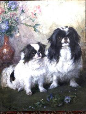 A Japanese Chin Bitch and her Puppy