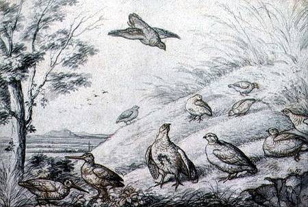 Partridges and Snipe de Francis Barlow