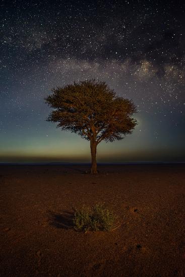 THE BUSH, THE TREE AND THE MILKY WAY