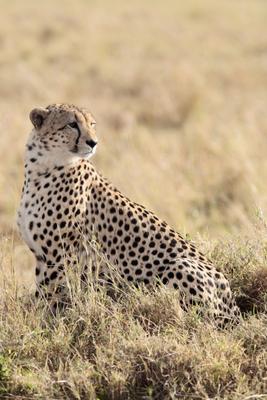 Cheetah de Franck Camhi