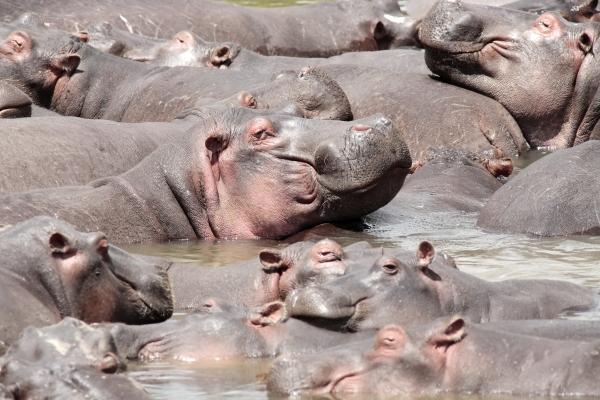happy Hippopotamus de Franck Camhi