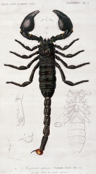 Escorpión africano de Francois Le Vaillant
