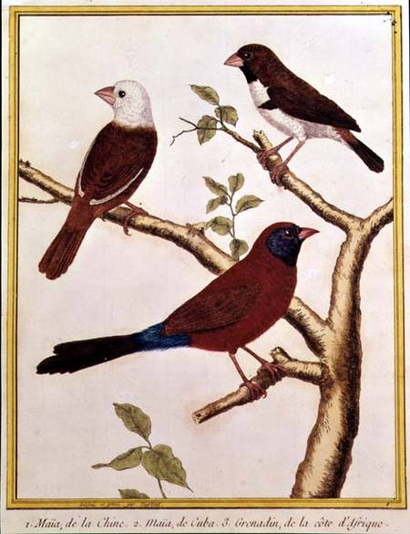 White-headed Munia, Double Coloured Seed Eater and Violet Eared Waxbill de Francois Nicolas Martinet