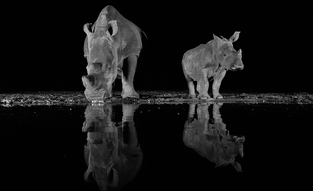 Rhinos drinking at night de FrancoisVenter