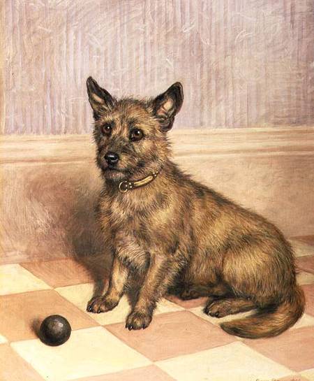Waiting to Play, a Cairn terrier with a ball de Frank Paton