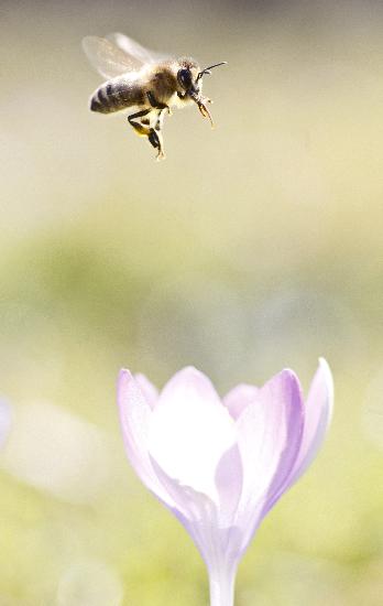 Frühlingsboten - Die Bienen fliegen schon de Frank Rumpenhorst