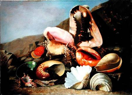 Still life of shells de Franz Anton von Scheidel