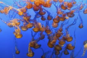 Swarm of Jellyfish