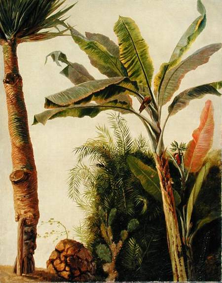 Banana Tree de Frederic Edwin Church
