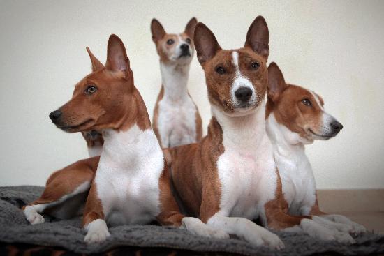 Basenji dogs de Fredrik Von Erichsen