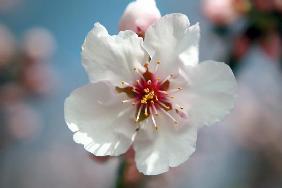 La fiesta del almendro en flor en Gimmeldingen anuncia la primavera