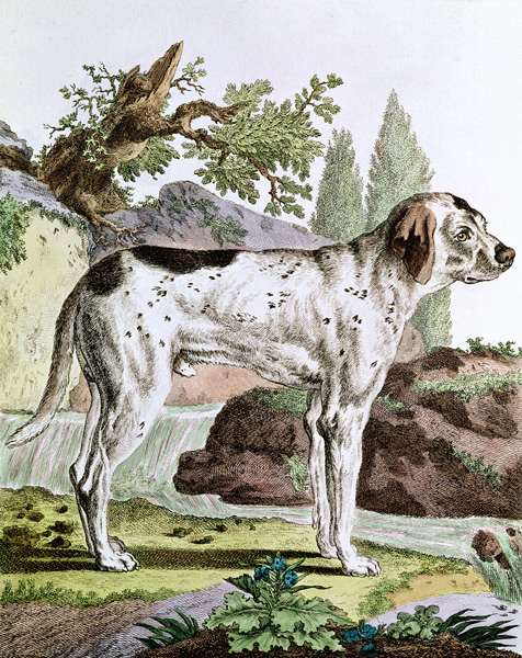 A Pointer, illustration from ''Histoire Naturelle'' Georges Louis Leclerc (1707-88) Count of Buffon, de French School