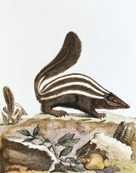 Skunk, from ''Histoire Naturelle'' Georges Louis Leclerc Buffon (1707-88) 1749-1804 de French School