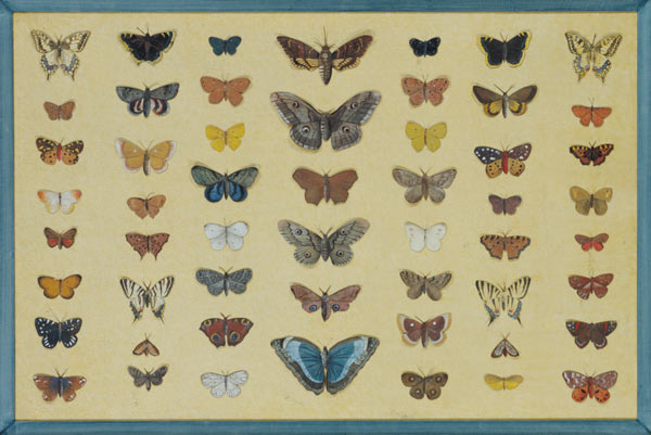 A collage of butterflies and moths including the Camberwell Beauty, the British Swallowtail, the Sca de French School