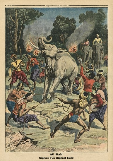 Catching a white elephant in Siam, illustration from ''Le Petit Journal'', supplement illustre, 10th de French School