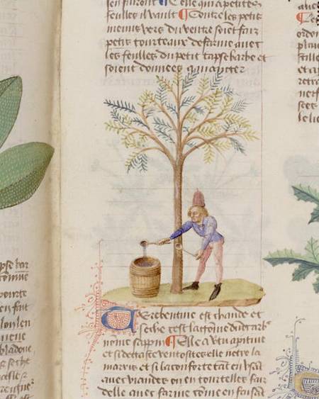 Collecting Turpentine, from 'Grand Herbier' by Pedanius Dioscorides c.40-90 AD) de French School