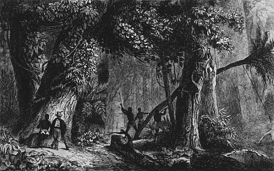 Forest Opening from ''Bresil, Columbie at Guyanes'', Ferdinand Denis and Cesar Famin 1839 de French School