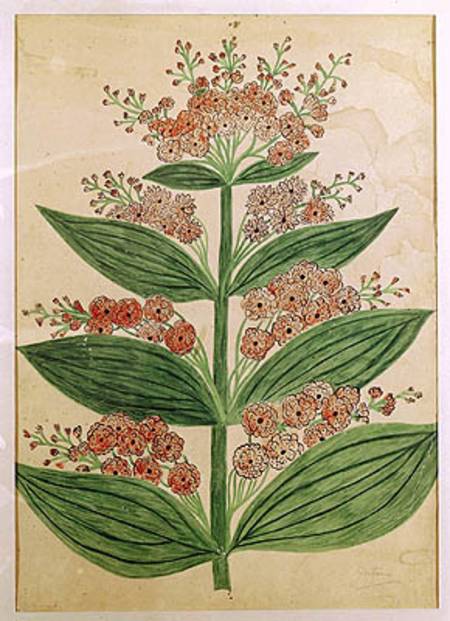Gentian with imaginary flowers, plate from a seed merchants in Oisans de French School