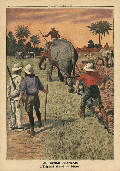 In French Congo, elephant trained to ploughing, illustration from ''Le Petit Journal'', supplement i de French School