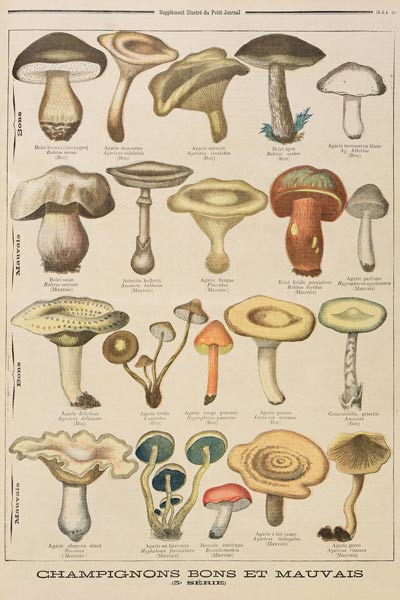 Good and bad mushrooms, illustration from the illustrated supplement of Le Petit Journal, 26th Octob de French School