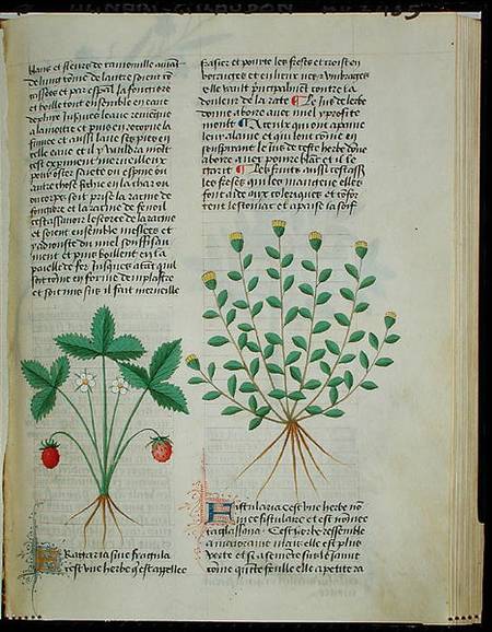 Strawberry Plant, from 'Grand Herbier' by Pedanius Dioscorides c.40-90 AD) de French School