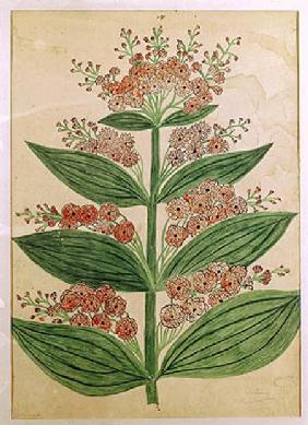 Gentian with imaginary flowers, plate from a seed merchants in Oisans