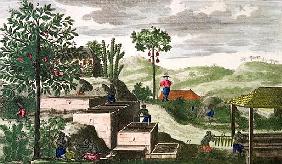 Indigo Plant, illustration from ''Histoire des Antilles'' Jean Baptiste Labat (1663-1738) (see also 