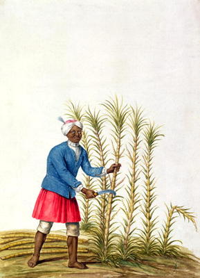 Slave cutting sugar cane, from the Illes de l'Amerique in the Antilles, end of the 17th century (w/c de French School, (17th century)