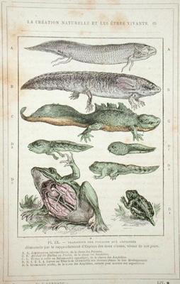 Transition of Fish into Amphibians, from a book by Dr. Rengade, c.1880 (engraving) de French School, (19th century)