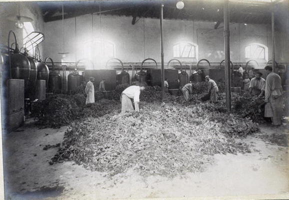 Distillation of Geranium, from 'Industrie des Parfums a Grasse', c.1900 (photo) de French School, (20th century)