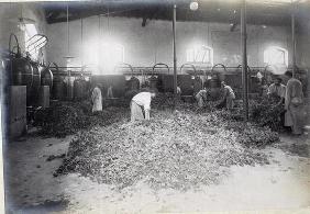 Distillation of Geranium, from 'Industrie des Parfums a Grasse', c.1900 (photo)