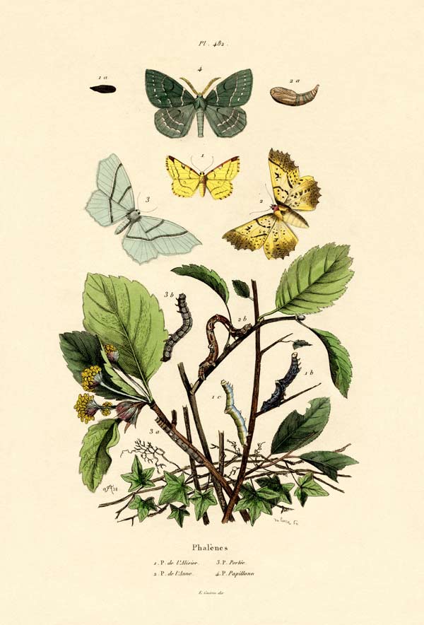 Butterflies de French School, (19th century)