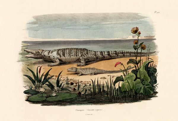 Crocodiles de French School, (19th century)