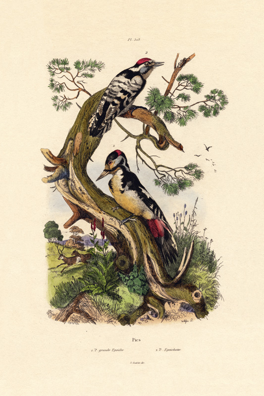 Lesser Spotted Woodpecker de French School, (19th century)
