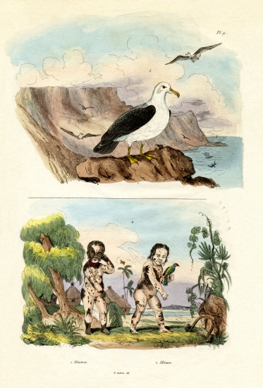 Albatros de French School, (19th century)