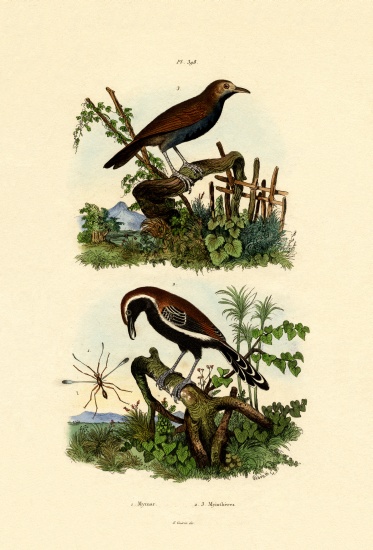 Antbirds de French School, (19th century)