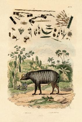 Babirusa