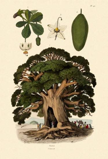 Baobab Tree de French School, (19th century)