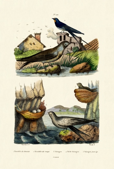 Barn Swallow de French School, (19th century)