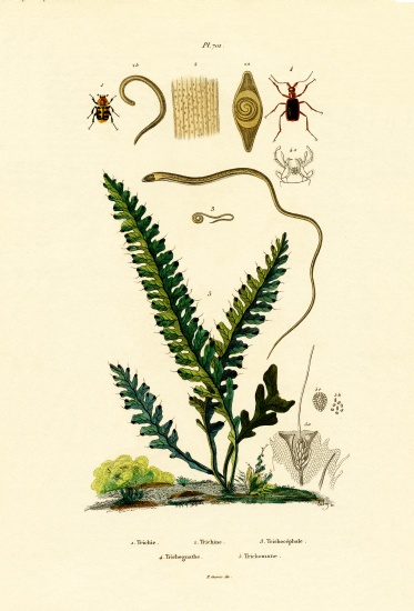 Bee Beetle de French School, (19th century)