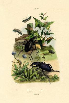 Beetles