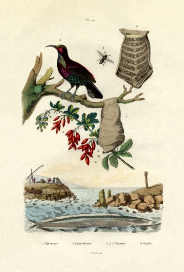 Bird of Paradise de French School, (19th century)