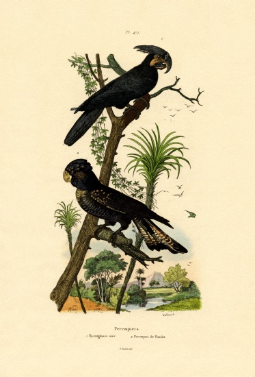 Black Palm Cockatoo de French School, (19th century)
