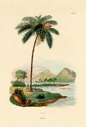 Coconut Palm