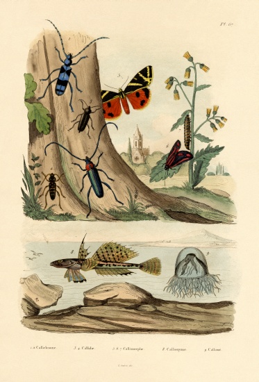 Dew Moth de French School, (19th century)