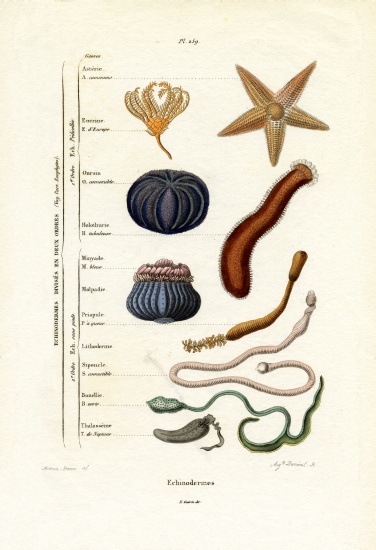 Echinoderms de French School, (19th century)