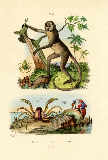 Green Huntsman Spider de French School, (19th century)