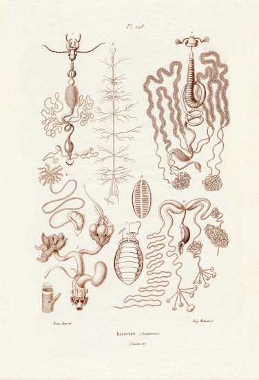 Insects de French School, (19th century)