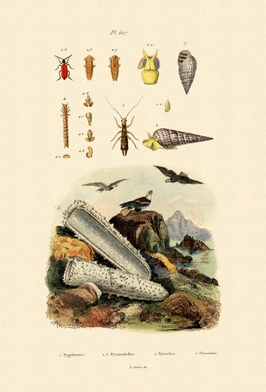 Insects de French School, (19th century)