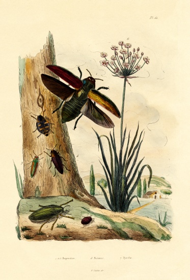 Jewel Beetles de French School, (19th century)